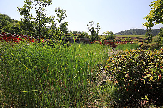 南京银杏湖景观