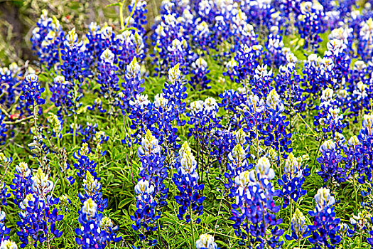 矢车菊,野花,靠近,柳树,城市,德克萨斯,美国