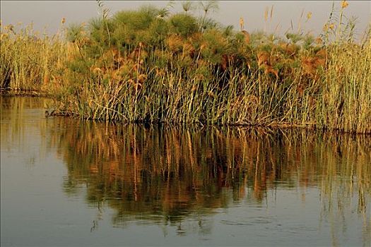 纸莎草,植物,河,宽渡河,纳米比亚