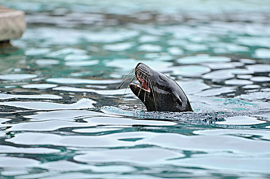 加州海狮,游泳,水中