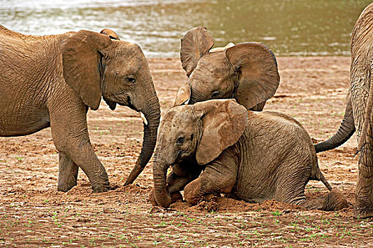 非洲象,幼兽,玩,靠近,河,公园,肯尼亚