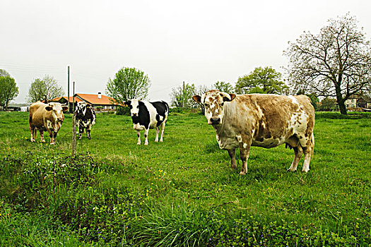 四个,母牛,看镜头,地点,法国