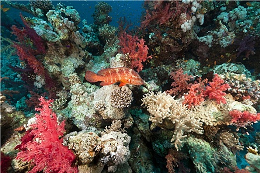 珊瑚礁,红海