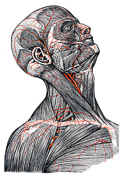 动脉,头部,身体,插画