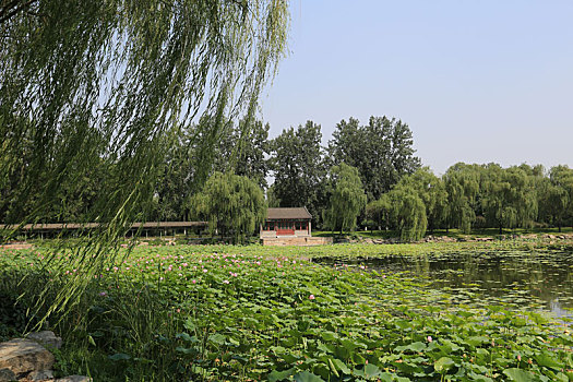 北京皇家园林颐和园耕织图景区荷花池