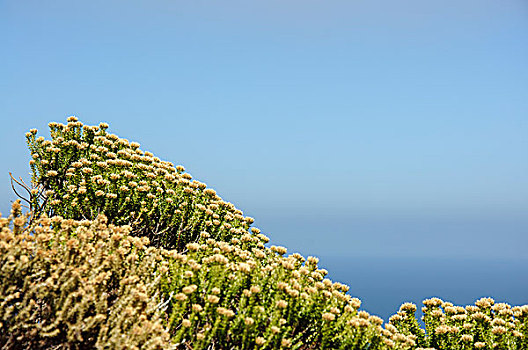 海边植物和蓝天海洋背景