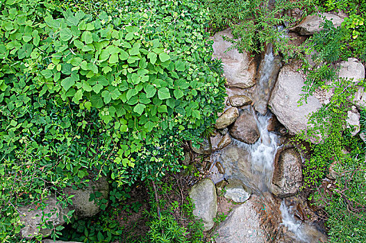 山涧的小溪和绿色的植物