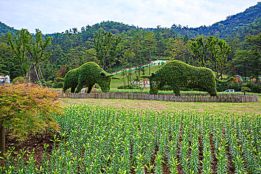 郁金香,花,花园,山谷,春色