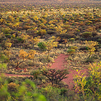 荒野,纳米比亚,非洲