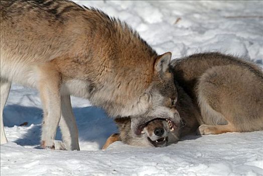 灰狼,大灰狼,狼,咬,口鼻部,巴伐利亚森林国家公园,巴伐利亚,德国,欧洲