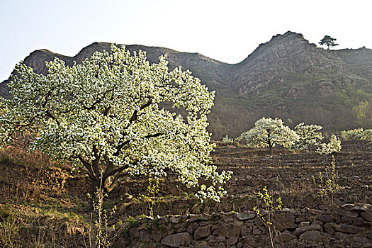 春天,梨花,山沟,乡村,风景,野外,户外,原始,村庄,梨树,秦皇岛,果树