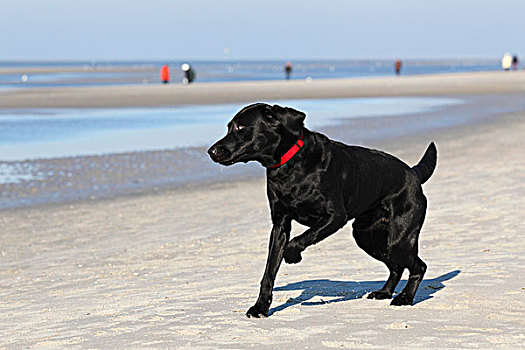 黑色拉布拉多犬,狗,海滩