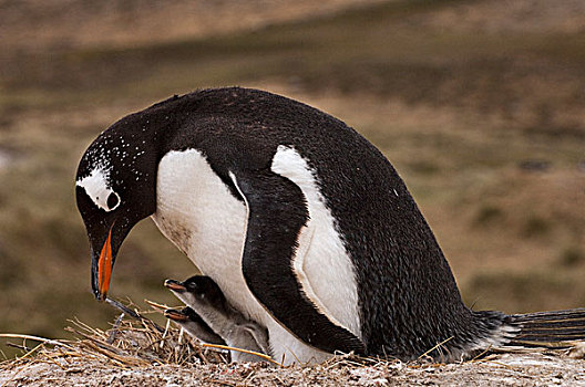 巴布亚企鹅,父母,巢穴,西部,福克兰群岛