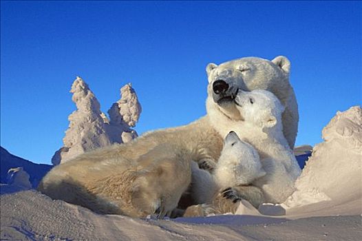 北极熊,母熊,幼兽,休息,雪中,丘吉尔市,加拿大,合成效果