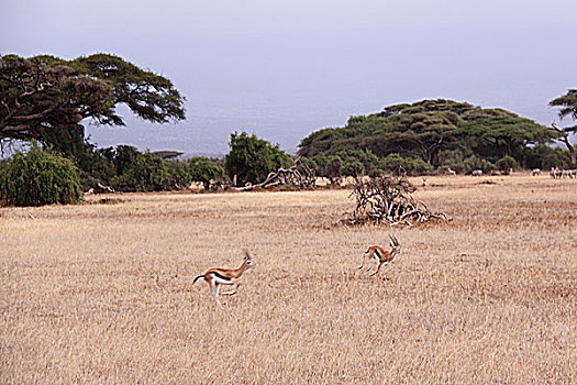 肯尼亚非洲大草原羚-草原奔跑