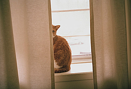 猫,坐,后面,帘,窗,窗台