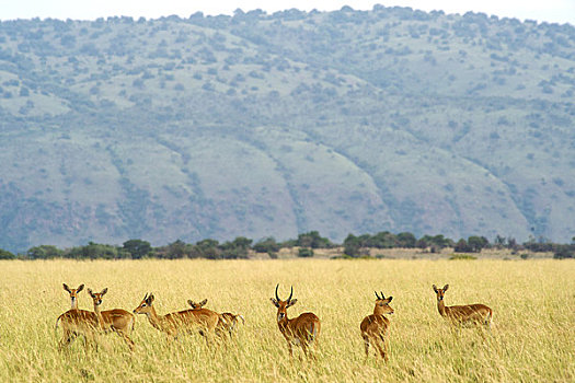 放牧,地点,野生动植物保护区,乌干达