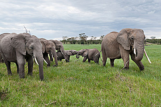 非洲象,牧群,放牧,肯尼亚