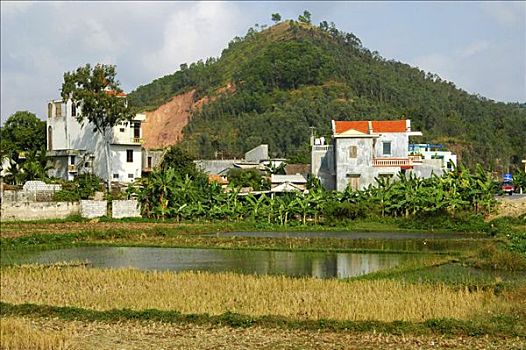 稻田,靠近,乡村,红河,三角洲,越南