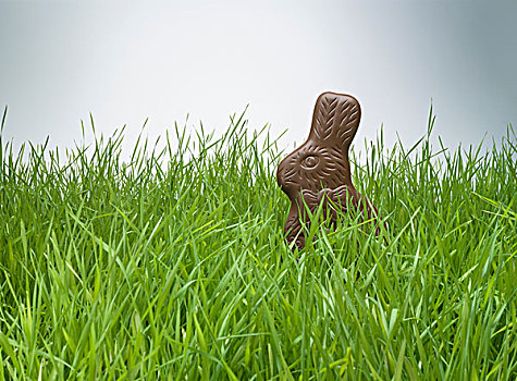 巧克力兔,隐藏,草丛