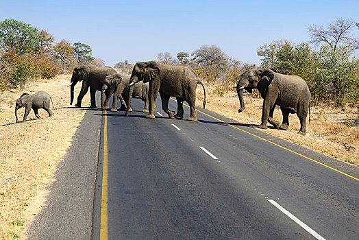 牧群,大象,非洲象,穿过,主路,赞比亚,非洲