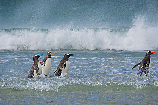 福克兰群岛,岛屿,巴布亚企鹅,水