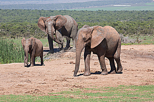 非洲象,阿多大象国家公园,南非