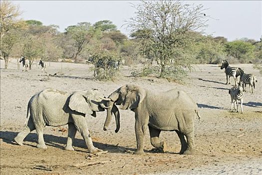 争斗,非洲象,干枯河床,河,博茨瓦纳,非洲