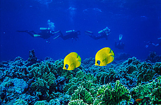 一对,黄色,蝴蝶鱼,潜水,背景,红海,埃及
