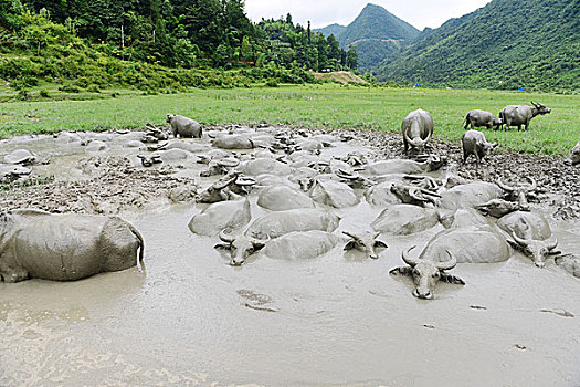 水牛