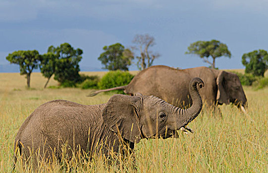 麦赛-玛拉国家公园,肯尼亚,小象,玩,马赛马拉,妈妈,背景
