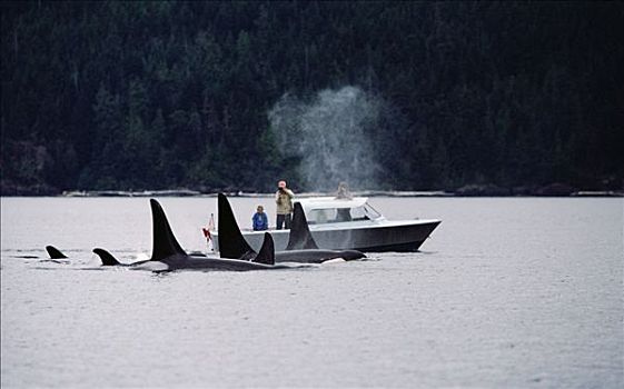 逆戟鲸,研究人员,温哥华岛,不列颠哥伦比亚省,加拿大