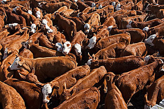 牲畜,赫里福德,红色,牛肉,幼兽,畜栏,圈拢,等待,烙印,疫苗,艾伯塔省,加拿大