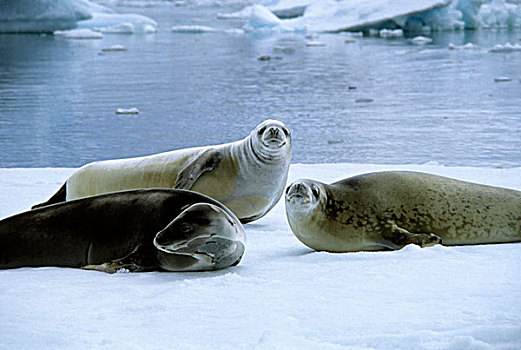 南极,食蝦海豹,浮冰