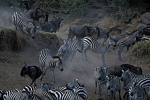 肯尼亚,马塞马拉野生动物保护区,浩大,牧群,平原斑马,角马,马拉河,塞伦盖蒂,迁徙