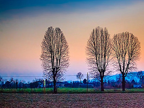 欧洲黄昏下的三棵树