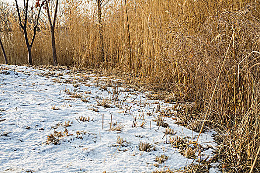 冬日芦苇与雪