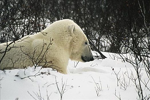 特写,北极熊,坐,积雪,风景