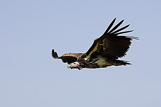秃鹰,肉垂秃鹫,飞行,马赛马拉,公园,肯尼亚