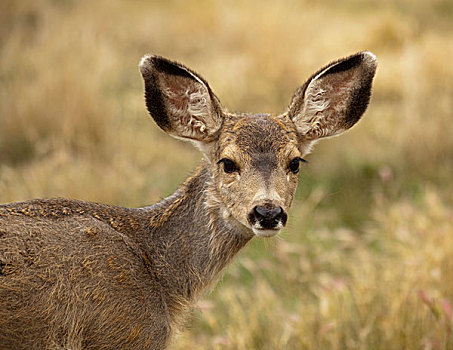 母鹿,雌鹿,雌性,长耳鹿,骡鹿,育空地区,加拿大