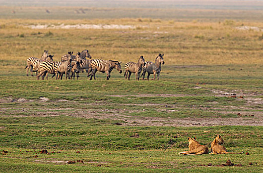 两个,狮子,群,白氏斑马,斑马,乔贝国家公园,博茨瓦纳,非洲
