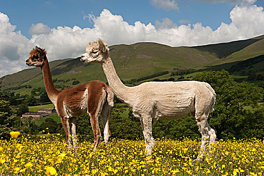 羊驼,两个,成年人,修剪,站立,地点,毛茛,坎布里亚,英格兰,欧洲