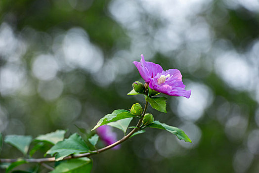 秋日公园里娇柔的木槿花