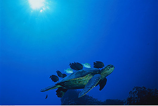 水下视角,珊瑚鱼,清洁,绿海龟,夏威夷,美国