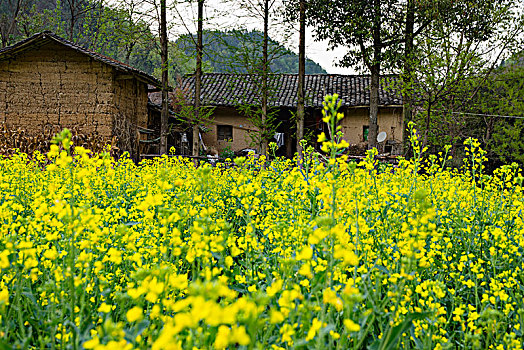 油菜花