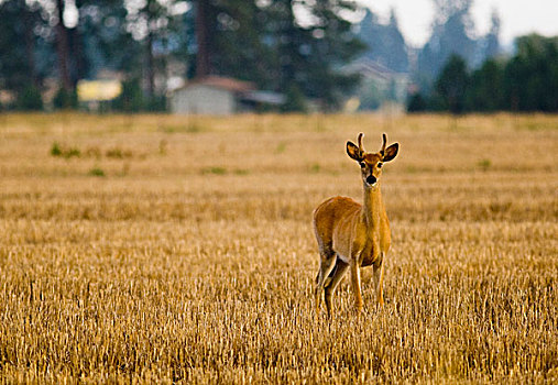 白尾鹿,公鹿,小麦,胡茬,靠近,蒙大拿