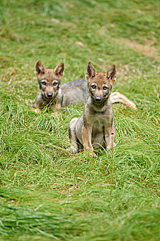 头像,两个,欧亚混血,狼,幼仔,夏天,巴伐利亚森林国家公园,巴伐利亚,德国