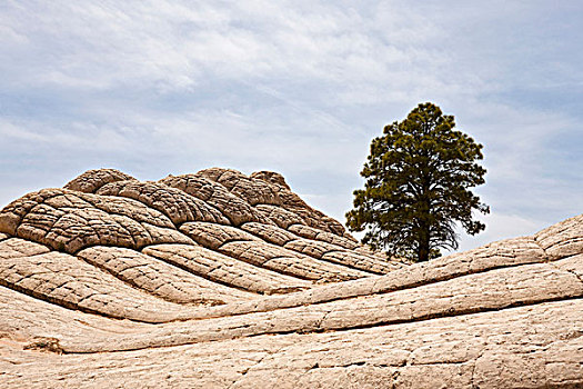 树,岩石上,白色,朱红色,悬崖,自然遗产,亚利桑那,北美,美国