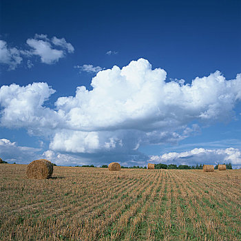夏天,云,放牧,农场
