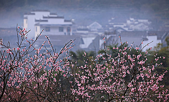 徽州石城村的春梅